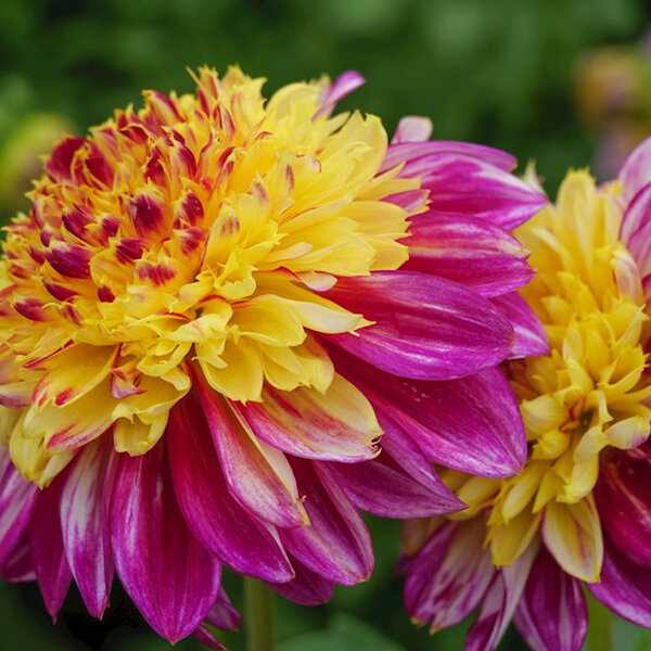 3244177_dahlia_boogie_woogie_02