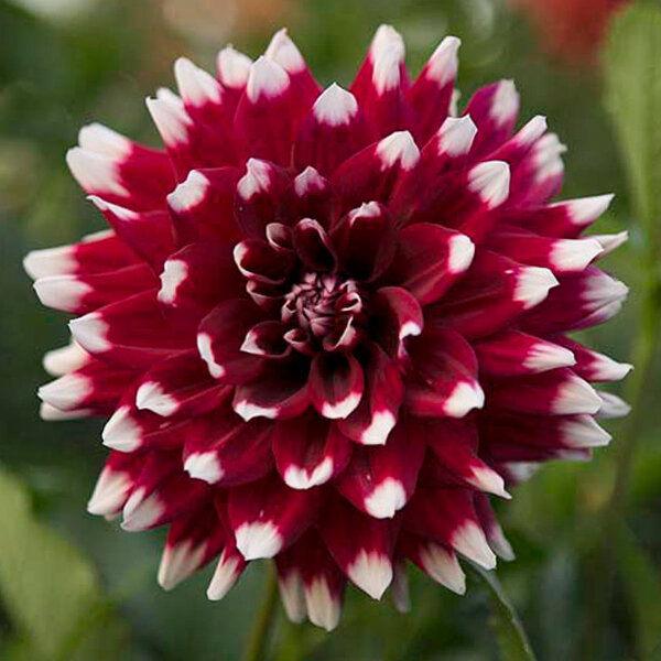 7223248_dahlia_duet_1l-_dalia_01