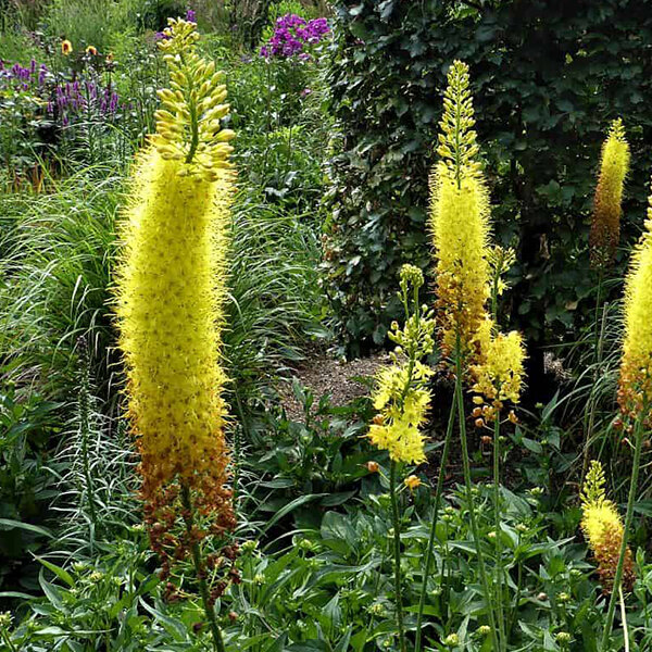 9243673_eremurus_money_maker_02