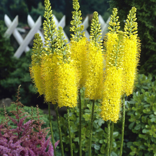 9243673_eremurus_money_maker_03