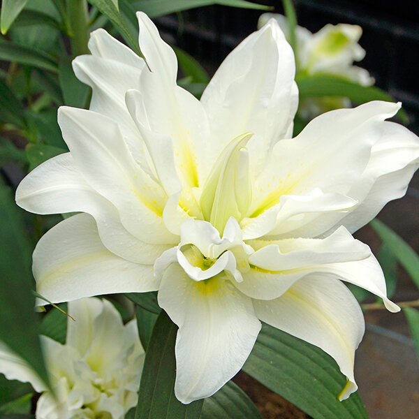 6233287_lilium_my_wedding_1l_01