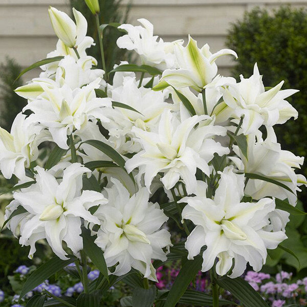 6233287_lilium_my_wedding_1l_03