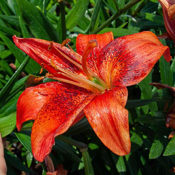 5234235_lilium_olina_01