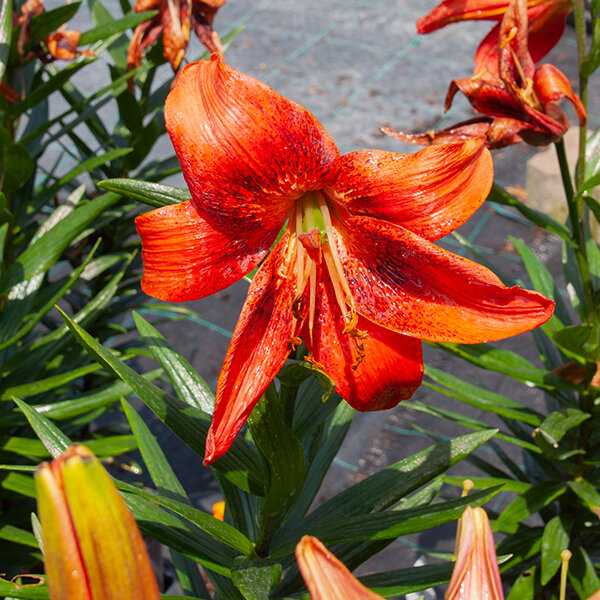 5234235_lilium_olina_02