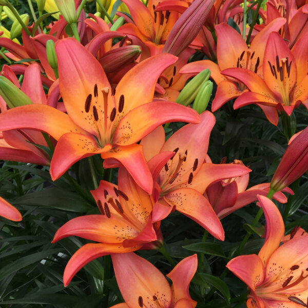 5244241_lilium_royal_sunset_03