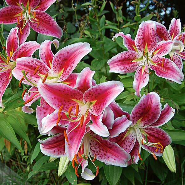 6233290_lilium_stargazer_1l-_lalia_01