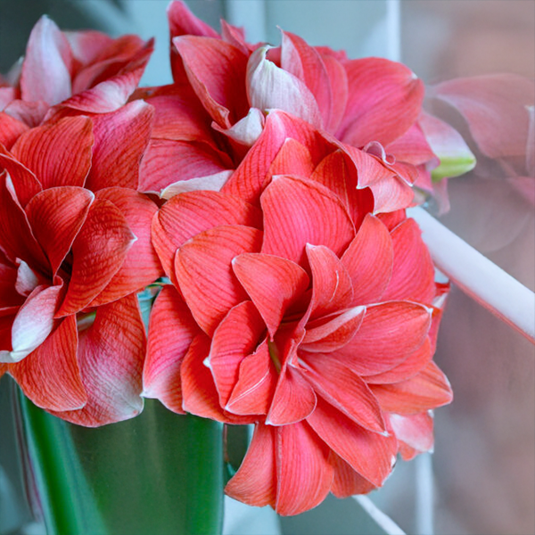 10254872_amaryllis_double_dream_01