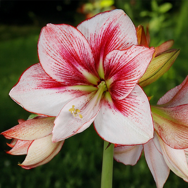 10254880_amaryllis_showmaster_03