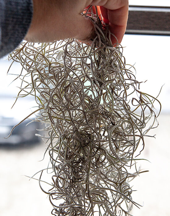 9253711_tillandsia_02