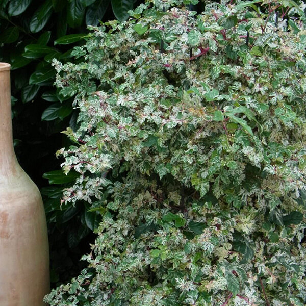 2254128_ampelopsis_elegans_02