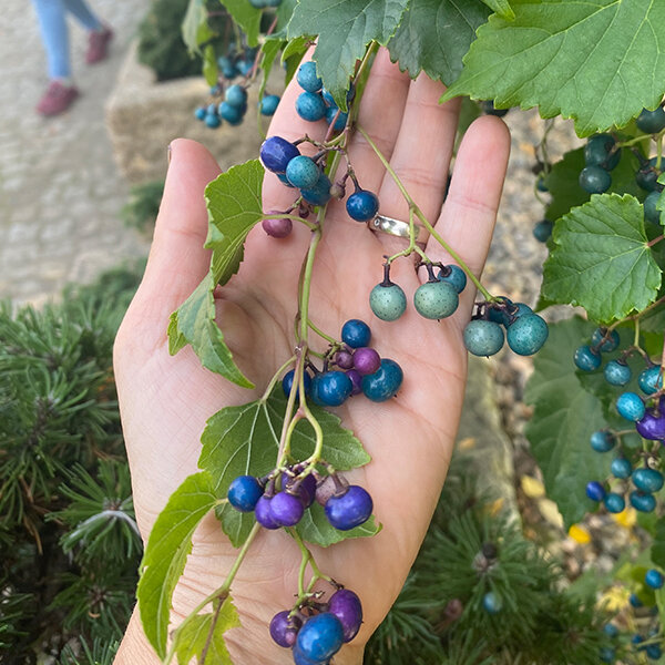 2254128_ampelopsis_elegans_03