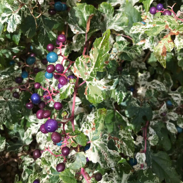 2254128_ampelopsis_elegans_05