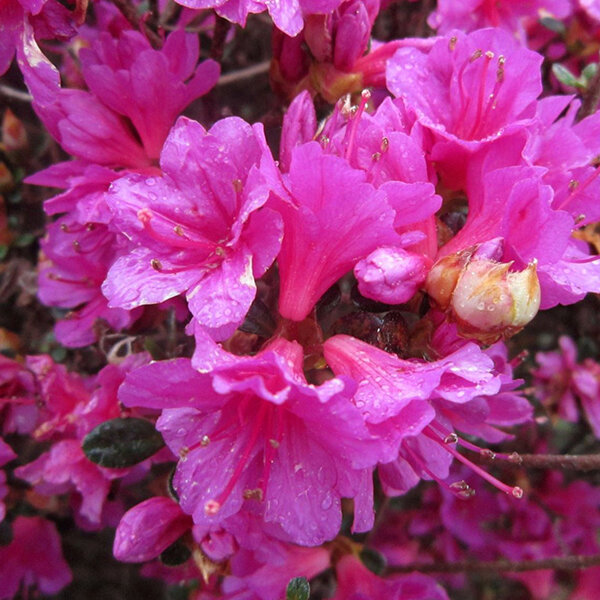 3254196_azalea_amoena_02