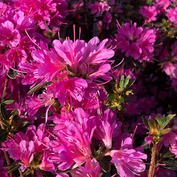 3254196_azalea_amoena_03