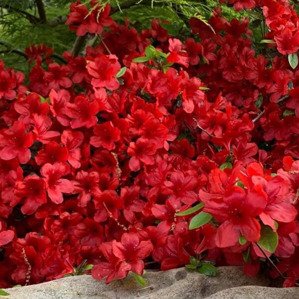 3254550_azalea_johanna_02