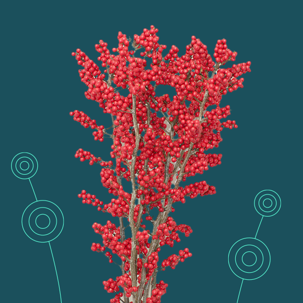 10254889_ilex_magical_amaranth_01