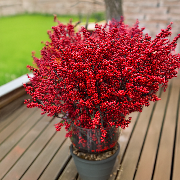 10254889_ilex_magical_amaranth_02