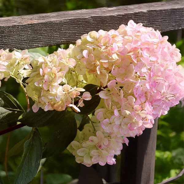 8254633_hydrangea_magical_summer_01