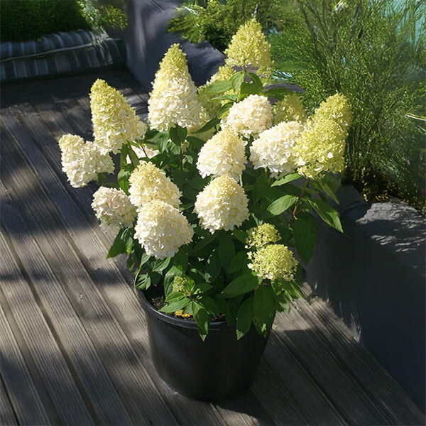 8254633_hydrangea_magical_summer_02