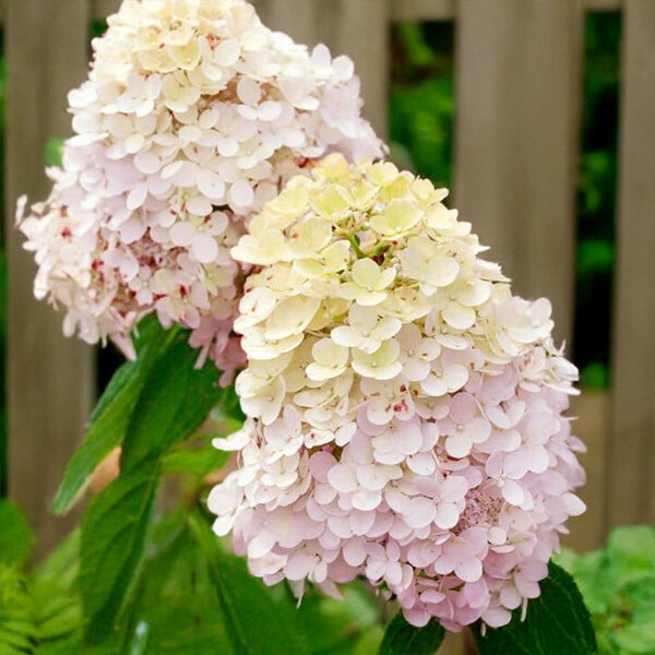8254633_hydrangea_magical_summer_04