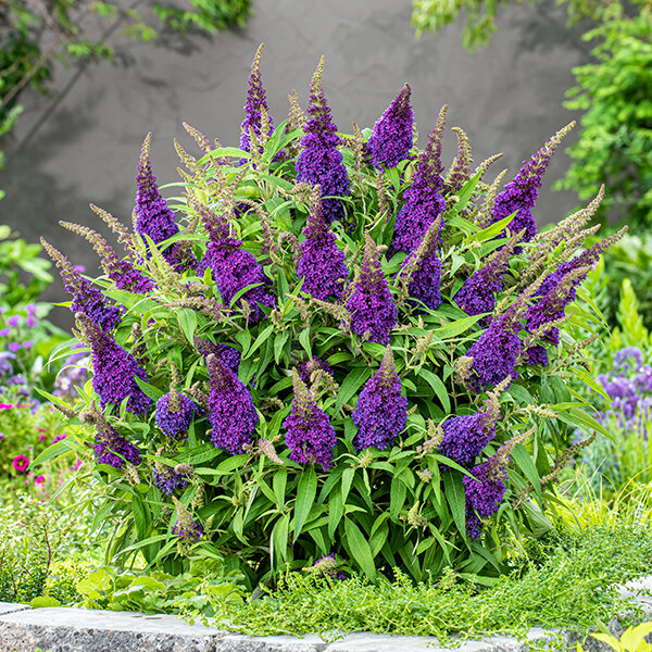 7253759_buddleja_butterfly_purple_01