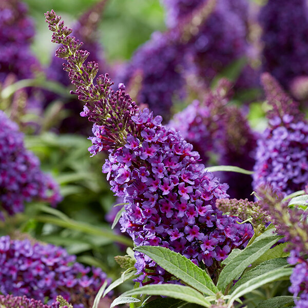 7253759_buddleja_butterfly_purple_02