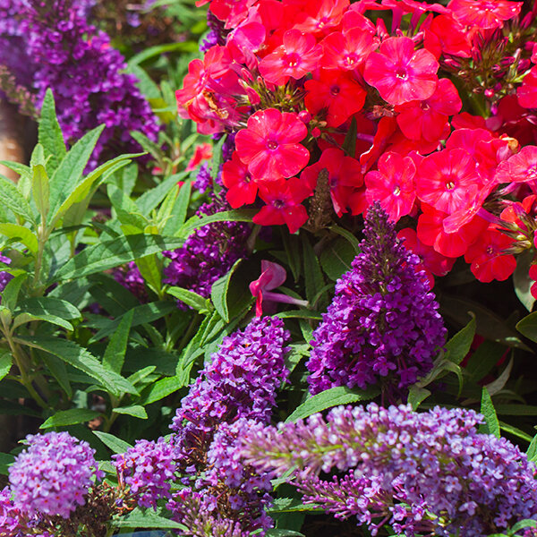 7253759_buddleja_butterfly_purple_03