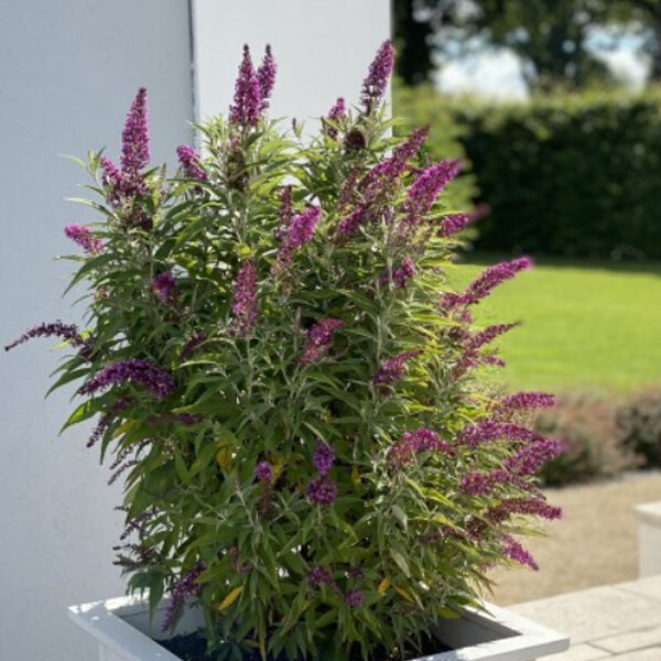 2232516_buddleja_butterfly_tower_01