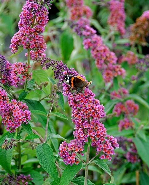 2251937_buddleja_flower_power_02