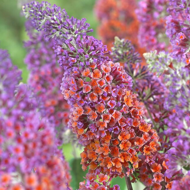 2251937_buddleja_flower_power_04
