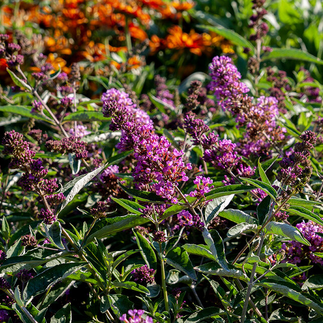 7220568_buddleja_free_petite_tutti_frutti_02