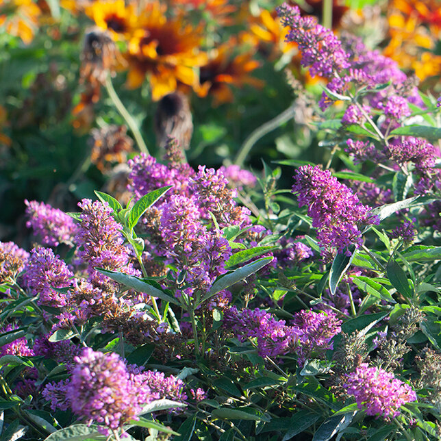 7220568_buddleja_free_petite_tutti_frutti_05