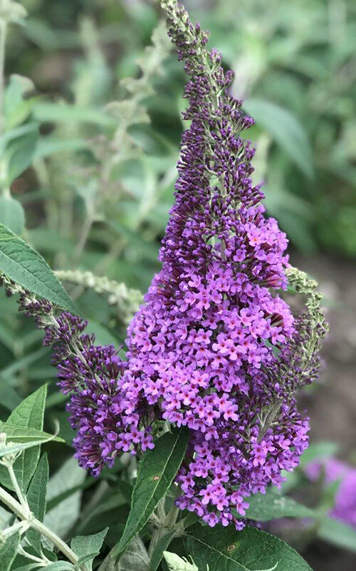 3223294_buddleja_reve_de_papillon_r_lavender_01