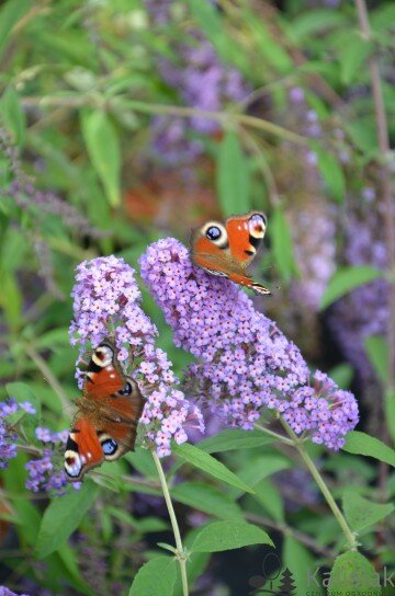 3223294_buddleja_reve_de_papillon_r_lavender_02