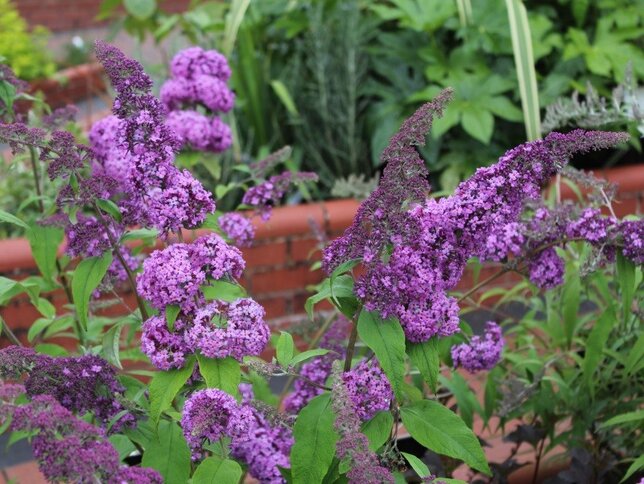 3223294_buddleja_reve_de_papillon_r_lavender_03