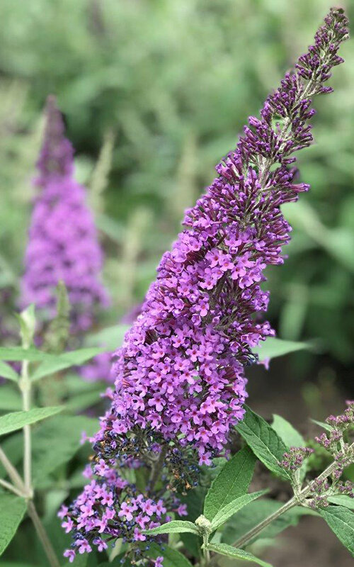 3223294_buddleja_reve_de_papillon_r_lavender_04