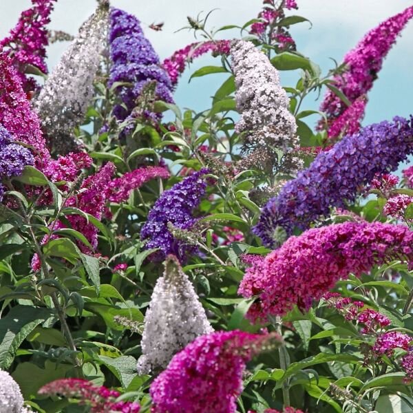 4253398_buddleja_tricolor_01
