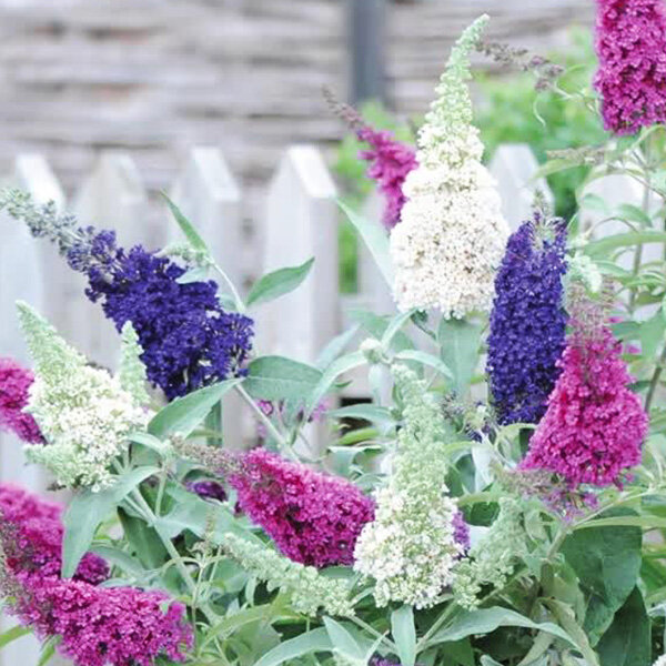 4253398_buddleja_tricolor_02