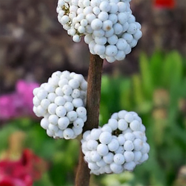 9254843_callicarpa_magical_snow_queen_03