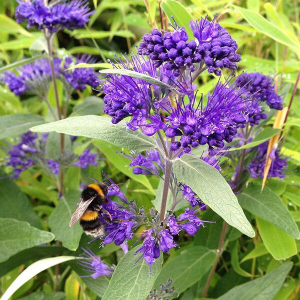 6252641_caryopteris_dark_knight_01