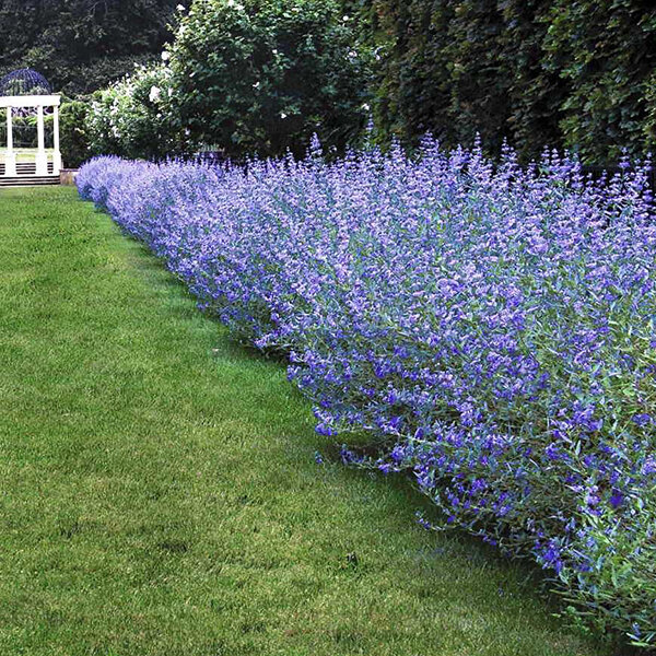 6252641_caryopteris_dark_knight_02