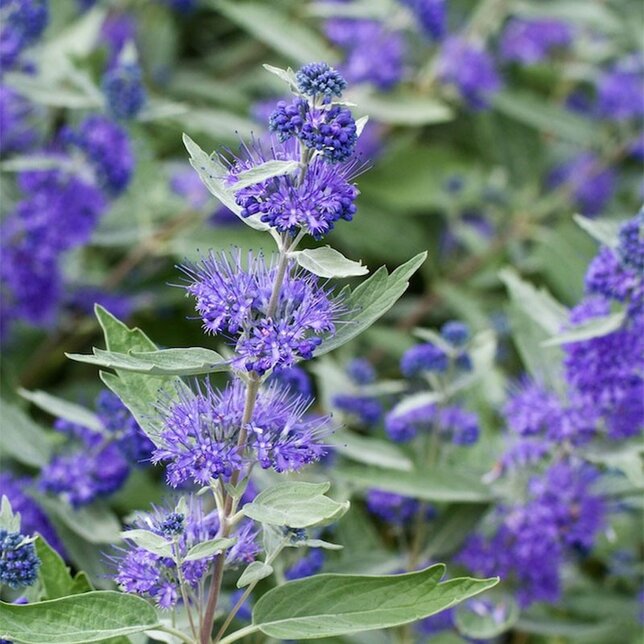 13241540_caryopteris_heavenly_blue_01