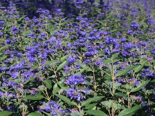 13241540_caryopteris_heavenly_blue_03
