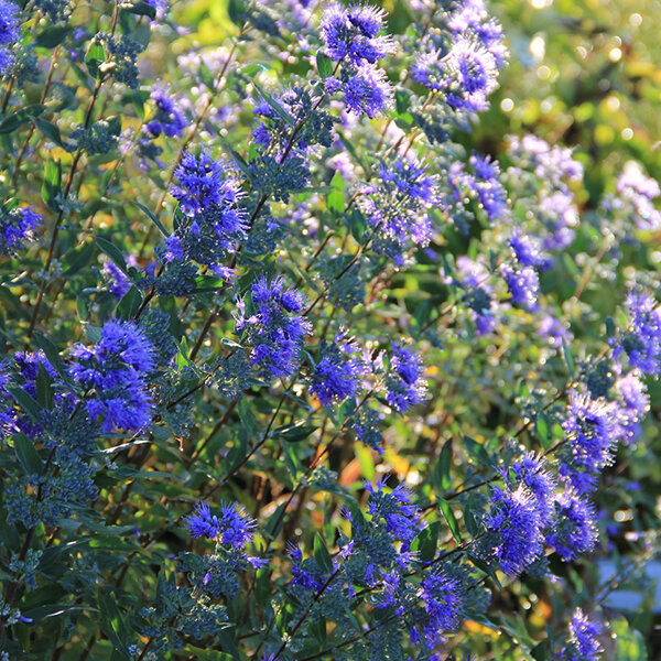 3223399_caryopteris_kew_blue_01