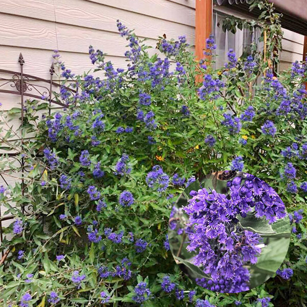 3223399_caryopteris_kew_blue_04