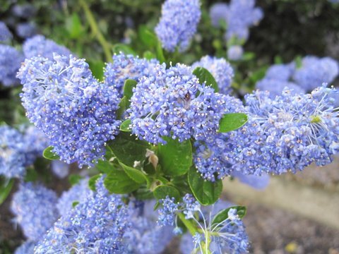 7251541_ceanothus_victoria_01