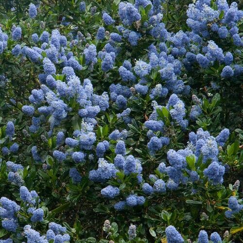 7251541_ceanothus_victoria_02