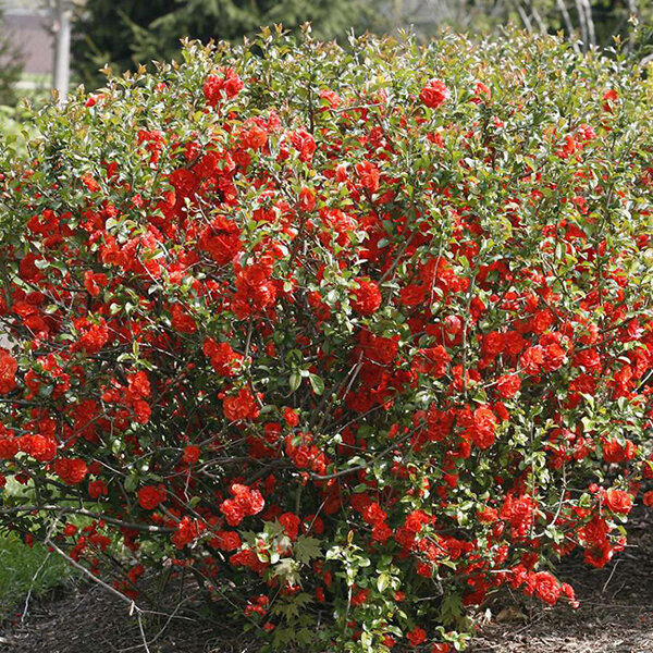 2223456_chaenomeles_clementine_02