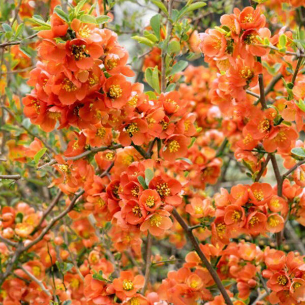 09202257_chaenomeles_orange_trail_02