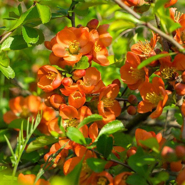 09202257_chaenomeles_orange_trail_03